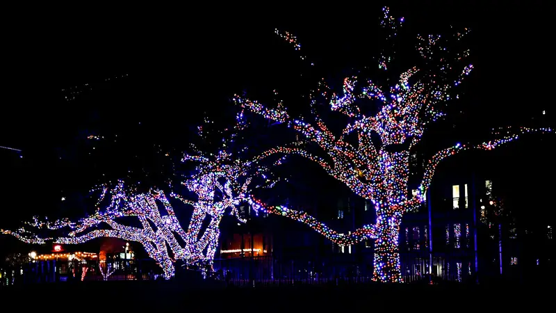 Large trees wrapped from trunk to branches in white and multicolor lights at night